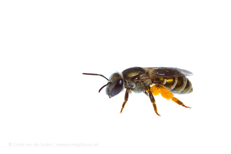 <!--Lipotriches (Austronomia) sp. (flavoviridis group), Halictid bee-->